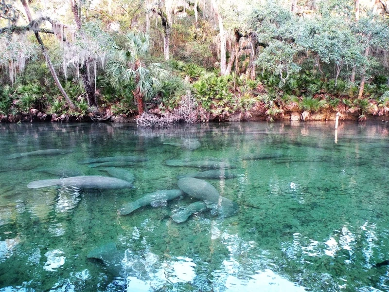 Image of Blue Springs Park